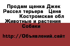 Продам щенка Джек Рассел терьера › Цена ­ 35 000 - Костромская обл. Животные и растения » Собаки   